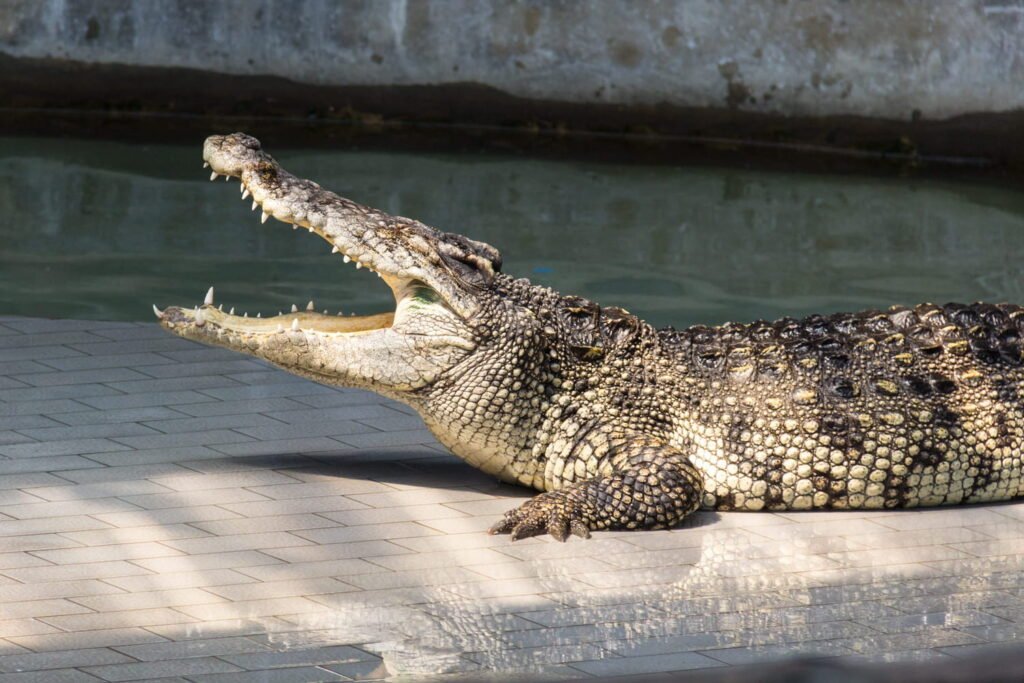 La planche alligator, cette méthode est la plus simple et efficace pour sculpter vos abdos